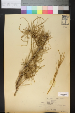 Ephedra nevadensis image