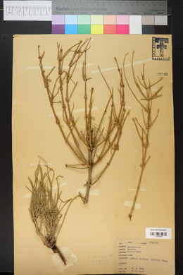 Ephedra antisyphilitica image