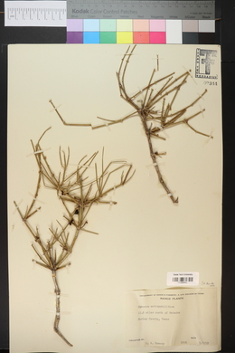 Ephedra antisyphilitica image