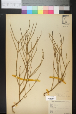 Ephedra torreyana image