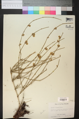 Ephedra torreyana image