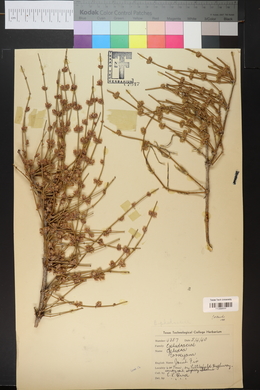 Ephedra torreyana image