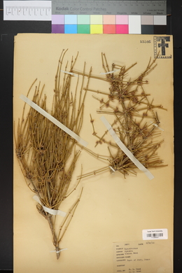 Ephedra antisyphilitica image