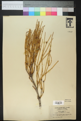 Ephedra viridis image