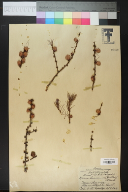 Larix laricina image