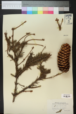 Picea glauca image