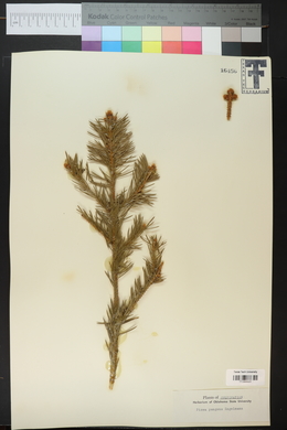 Picea pungens image