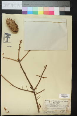 Picea sitchensis image