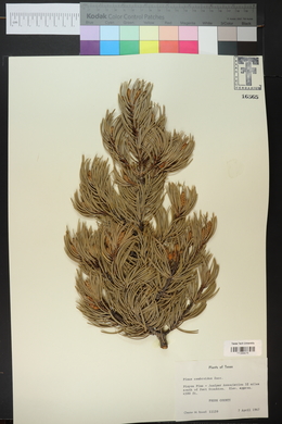 Pinus cembroides image