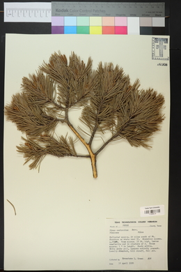 Pinus cembroides image