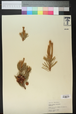 Pinus edulis image