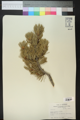 Pinus edulis image