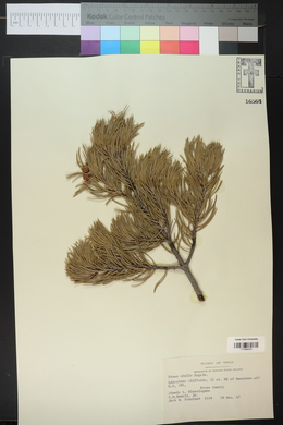 Pinus edulis image