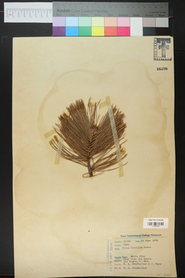 Pinus flexilis image