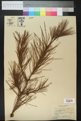 Pinus glabra image