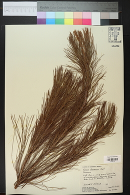 Pinus lawsonii image