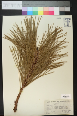 Pinus muricata image