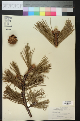 Pinus nigra image