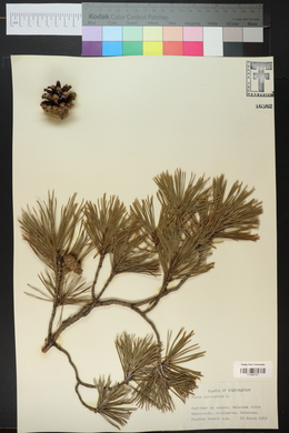 Pinus sylvestris image