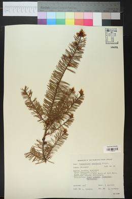 Pseudotsuga menziesii image