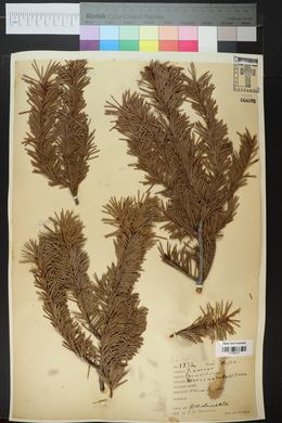 Pseudotsuga menziesii image