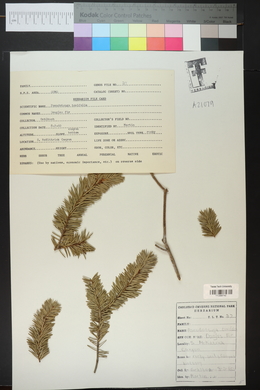 Pseudotsuga menziesii image