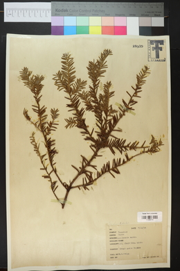 Taxus canadensis image