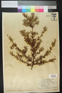 Taxus canadensis image