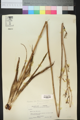Polianthes lata image