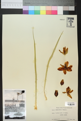 Yucca campestris image