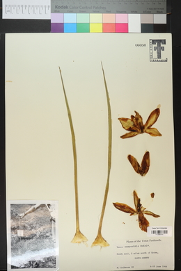 Yucca campestris image