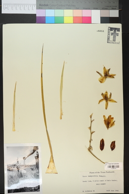 Yucca campestris image