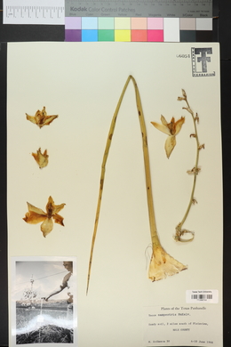 Yucca campestris image