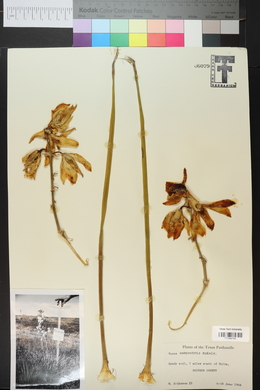 Yucca campestris image