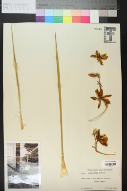 Yucca campestris image