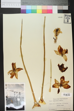 Yucca campestris image