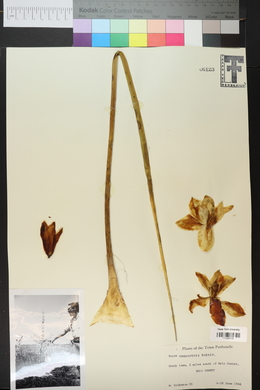 Yucca campestris image