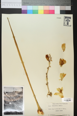 Yucca campestris image