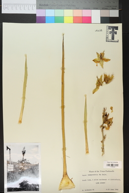 Yucca campestris image