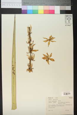 Yucca treculeana image