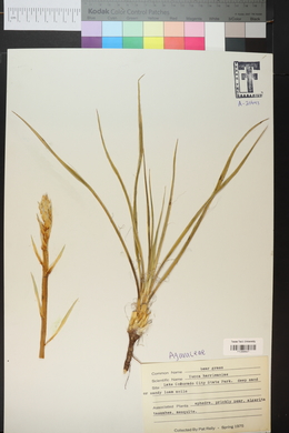 Yucca harrimaniae image