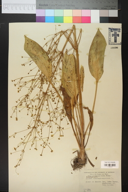 Alisma plantago-aquatica image