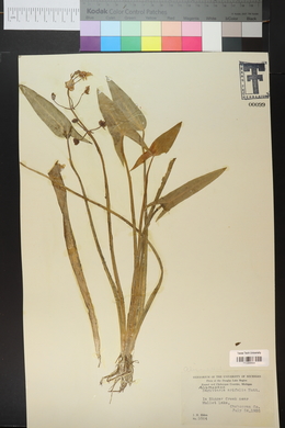 Sagittaria cuneata image