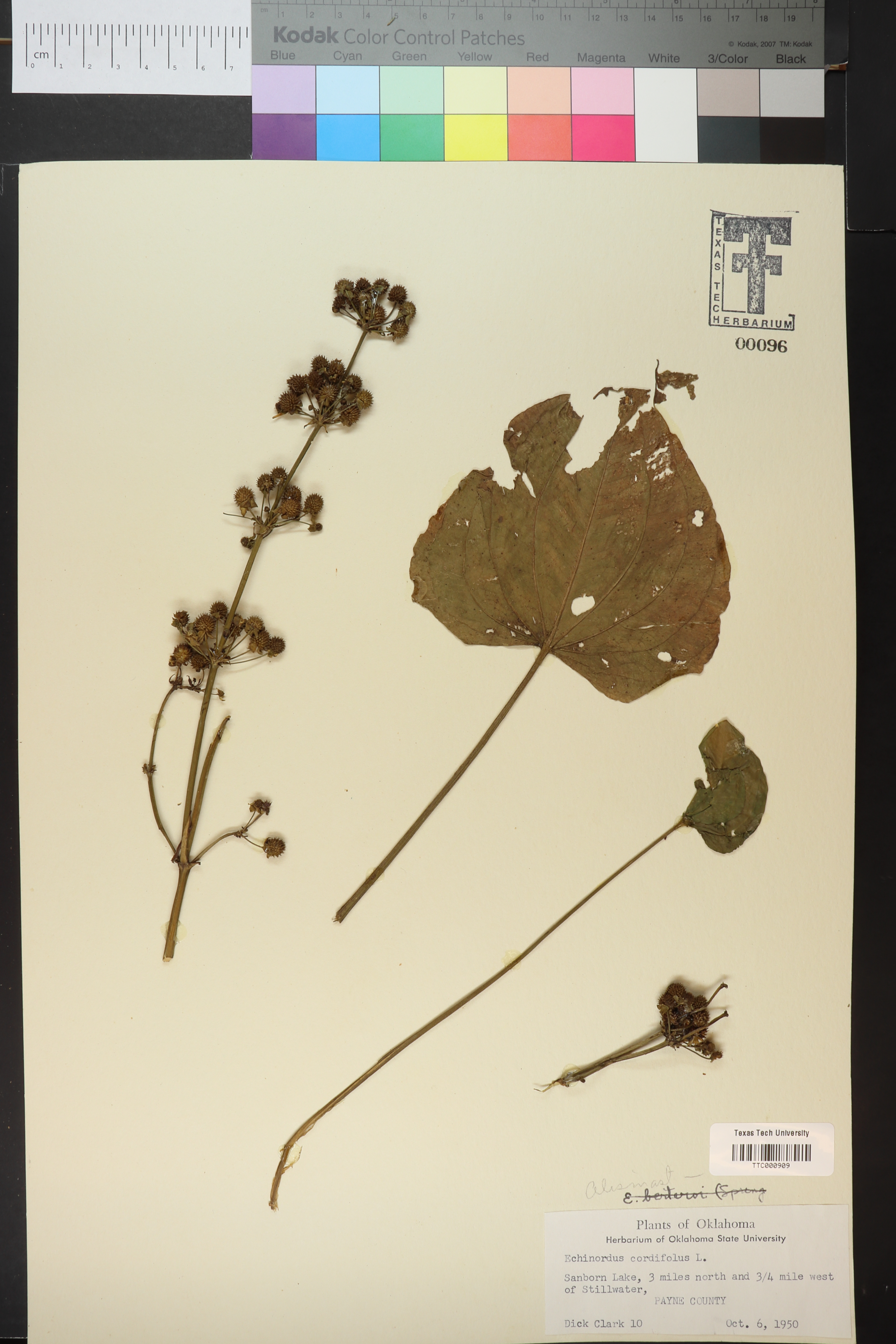 Aquarius cordifolius thumbnail