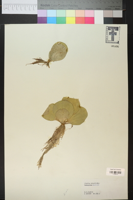 Pistia stratiotes image