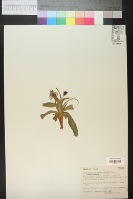 Tradescantia hirsutiflora image