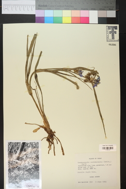 Tradescantia occidentalis image