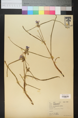 Tradescantia occidentalis image