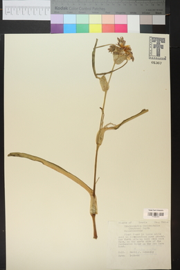 Tradescantia occidentalis image