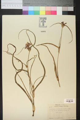 Tradescantia occidentalis image